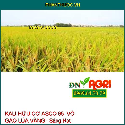 KALI HỮU CƠ ASCO 95  VÔ GẠO LÚA VÀNG– Sáng Hạt Nặng Ký