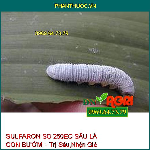 SULFARON SO 250EC SÂU LÁ CON BƯỚM – Trị Sâu,Nhện Gié