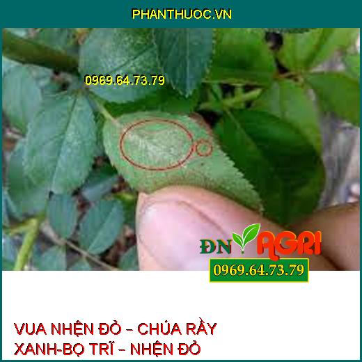 VUA NHỆN ĐỎ – CHÚA RẦY XANH-BỌ TRĨ – NHỆN ĐỎ