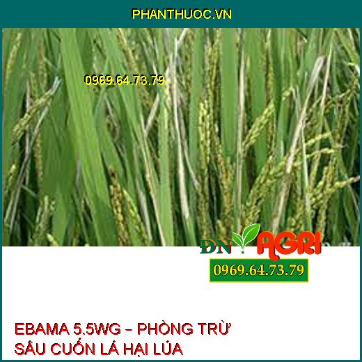 EBAMA 5.5WG – PHÒNG TRỪ SÂU CUỐN LÁ HẠI LÚA