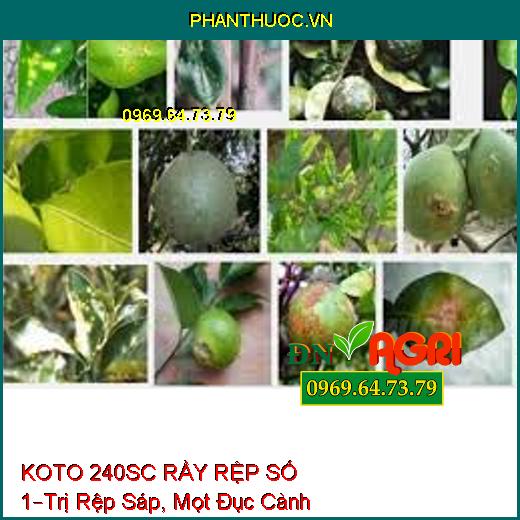 KOTO 240SC RẦY RỆP SỐ 1–Trị Rệp Sáp, Mọt Đục Cành