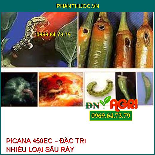 PICANA 450EC – ĐẶC TRỊ NHIỀU LOẠI SÂU RẦY