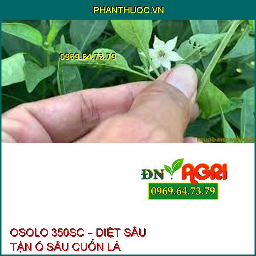 OSOLO 350SC – DIỆT SÂU TẬN Ổ SÂU CUỐN LÁ