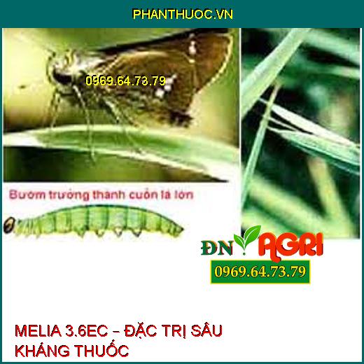 MELIA 3.6EC – ĐẶC TRỊ SÂU KHÁNG THUỐC