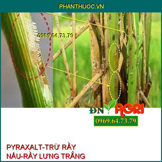 PYRAXALT-TRỪ RẦY NÂU-RẦY LƯNG TRẮNG