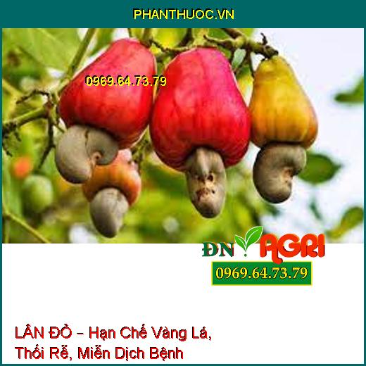 LÂN ĐỎ – Hạn Chế Vàng Lá, Thối Rễ, Miễn Dịch Bệnh