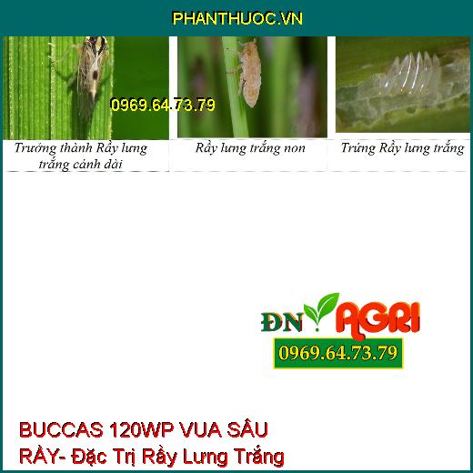 BUCCAS 120WP VUA SÂU RẦY- Đặc Trị Rầy Lưng Trắng