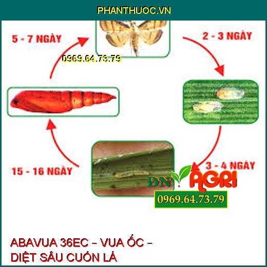 ABAVUA 36EC – VUA ỐC – DIỆT SÂU CUỐN LÁ