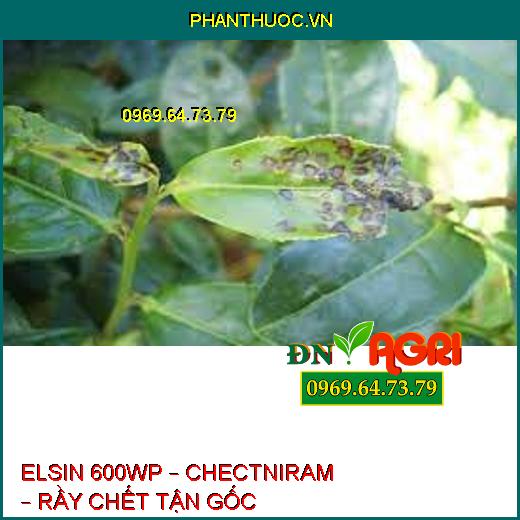 ELSIN 600WP – CHECTNIRAM – RẦY CHẾT TẬN GỐC