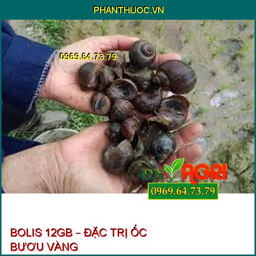 BOLIS 12GB – ĐẶC TRỊ ỐC BƯƠU VÀNG