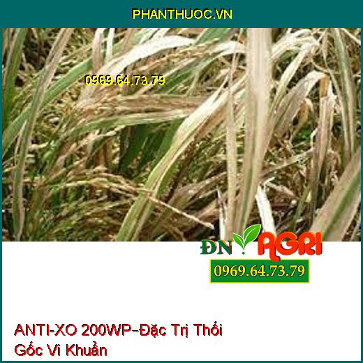 ANTI-XO 200WP–Đặc Trị Thối Gốc Vi Khuẩn