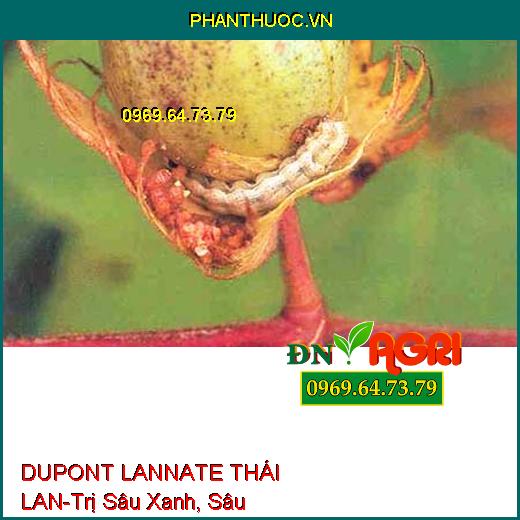 DUPONT LANNATE THÁI LAN-Trị Sâu Xanh, Sâu Khoang,Bọ Trĩ