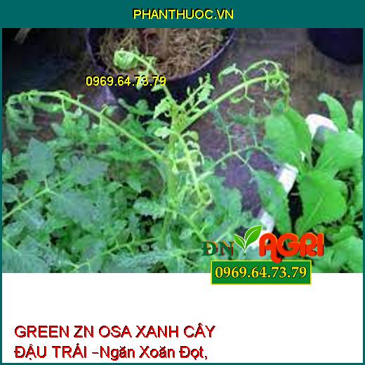 GREEN ZN OSA XANH CÂY ĐẬU TRÁI –Ngăn Xoăn Đọt, Kích To Trái