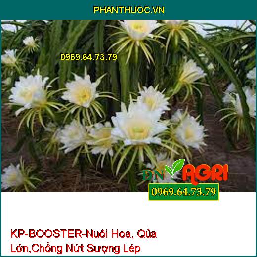 KP-BOOSTER-Nuôi Hoa, Qủa Lớn,Chống Nứt Sượng Lép