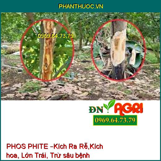 PHOS PHITE –Kích Ra Rễ,Kích hoa, Lớn Trái, Trừ sâu bệnh