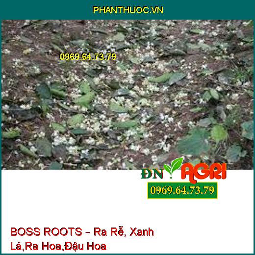 BOSS ROOTS – Ra Rễ, Xanh Lá,Ra Hoa,Đậu Hoa