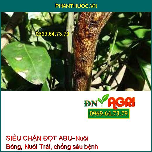 SIÊU CHẶN ĐỌT ABU–Nuôi Bông, Nuôi Trái, chống sâu bệnh