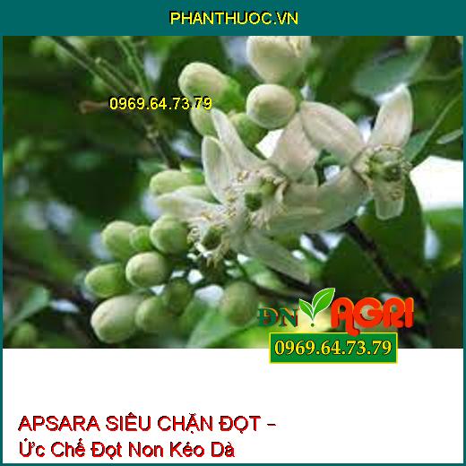 APSARA SIÊU CHẶN ĐỌT – Ức Chế Đọt Non Kéo Dà