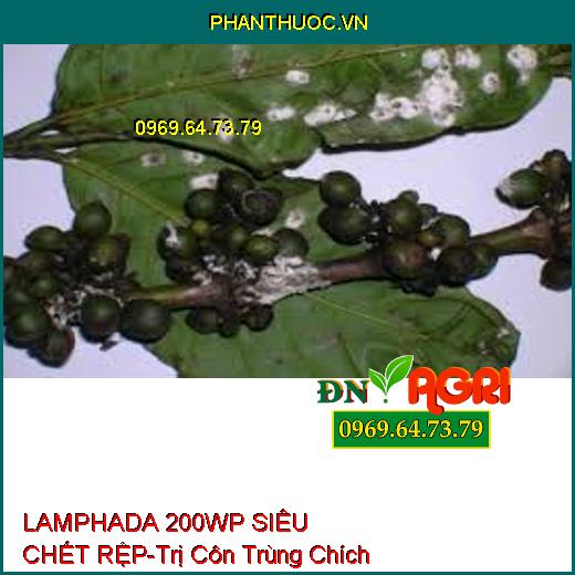 LAMPHADA 200WP SIÊU CHẾT RỆP-Trị Côn Trùng Chích Hút