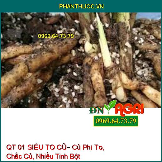 QT 01 SIÊU TO CỦ– Củ Phì To, Chắc Củ, Nhiều Tinh Bột