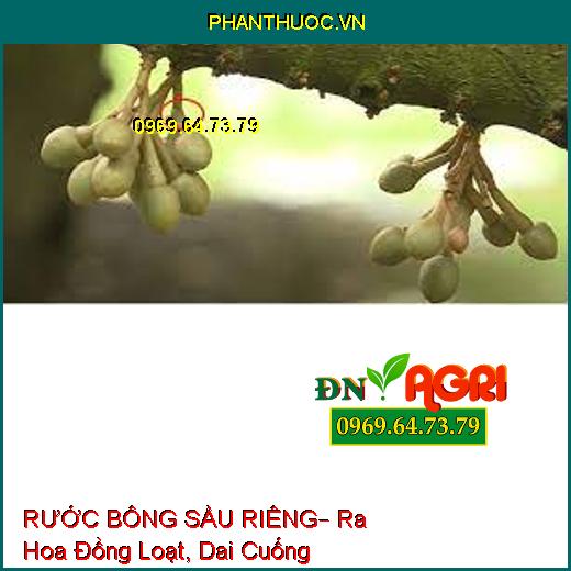 RƯỚC BÔNG SẦU RIÊNG– Ra Hoa Đồng Loạt, Dai Cuống