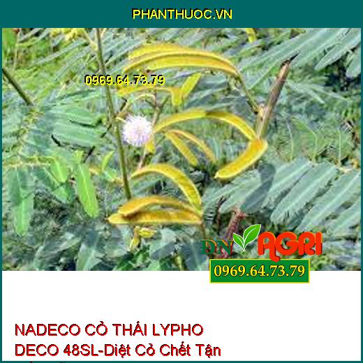 NADECO CỎ THÁI LYPHO DECO 48SL-Diệt Cỏ Chết Tận Gốc Rễ