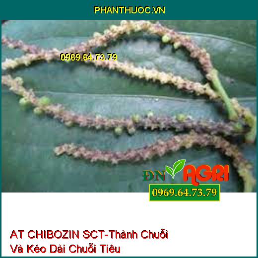 AT CHIBOZIN SCT-Thành Chuỗi Và Kéo Dài Chuỗi Tiêu