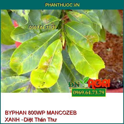 BYPHAN 800WP MANCOZEB XANH –Diệt Phấn Trắng, thán thư