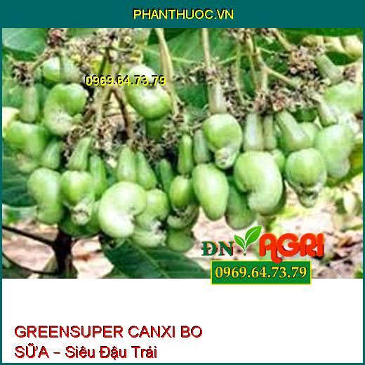 GREENSUPER CANXI BO SỮA – Siêu Đậu Trái