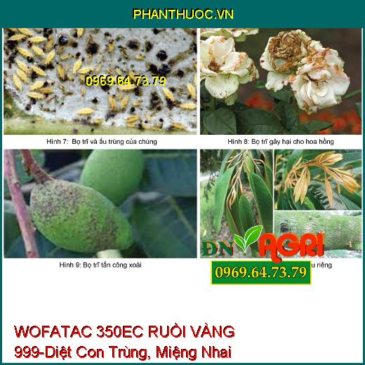 WOFATAC 350EC RUỒI VÀNG 999-Diệt Con Trùng, Miệng Nhai