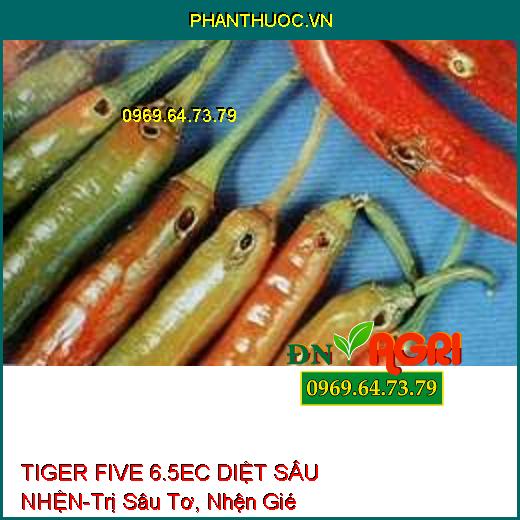 TIGER FIVE 6.5EC DIỆT SÂU NHỆN-Trị Sâu Tơ, Nhện Gié