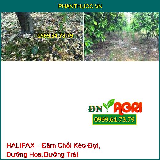 HALIFAX – Đâm Chồi Kéo Đọt, Dưỡng Hoa,Dưỡng Trái