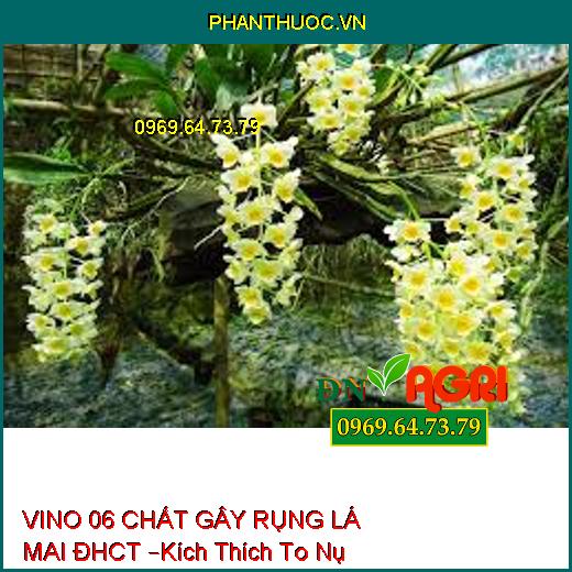 VINO 06 CHẤT GÂY RỤNG LÁ MAI ĐHCT –Kích Thích To Nụ Hoa