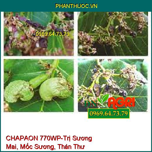 CHAPAON 770WP-Trị Sương Mai, Mốc Sương, Thán Thư