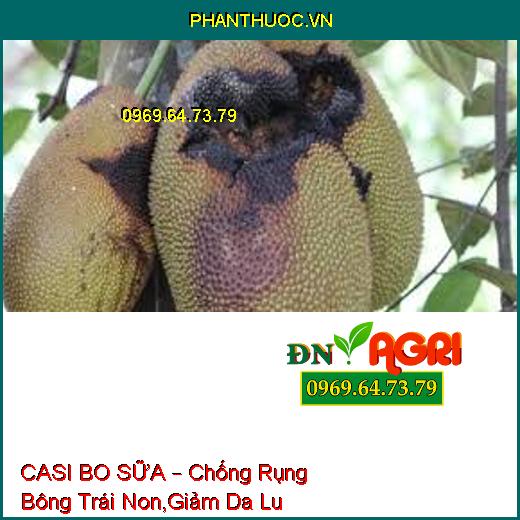 CASI BO SỮA – Chống Rụng Bông Trái Non,Giảm Da Lu