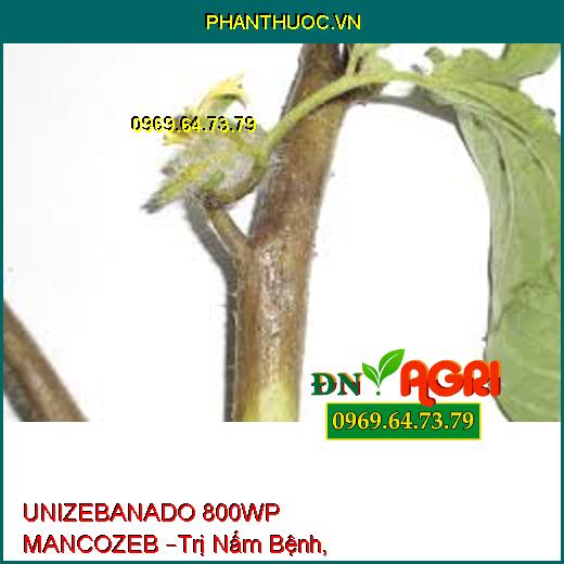 UNIZEBANADO 800WP MANCOZEB –Trị Nấm Bệnh, Sương Mai