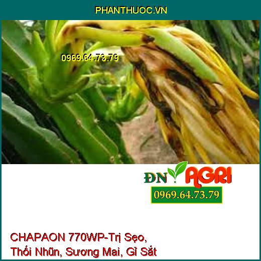 CHAPAON 770WP-Trị Sẹo, Thối Nhũn, Sương Mai, Gỉ Sắt