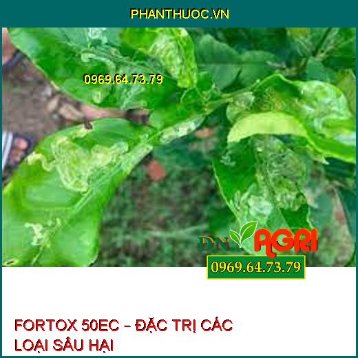 FORTOX 50EC – ĐẶC TRỊ CÁC LOẠI SÂU HẠI