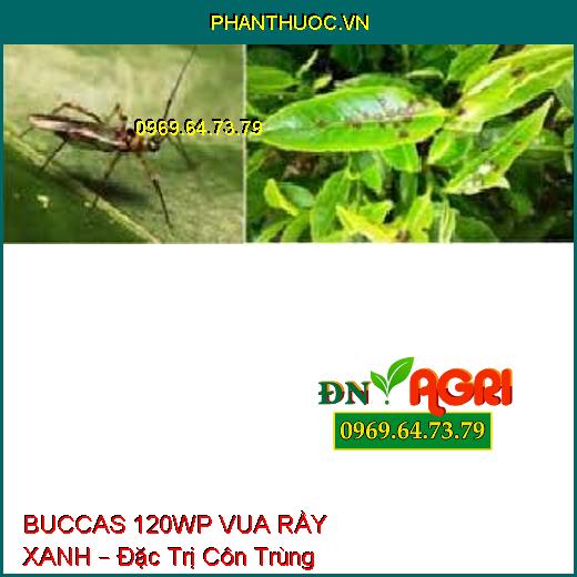 BUCCAS 120WP VUA RẦY XANH – Đặc Trị Côn Trùng Chích Hút