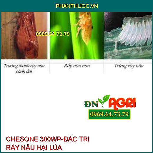 CHESONE 300WP-ĐẶC TRỊ RẦY NÂU HẠI LÚA