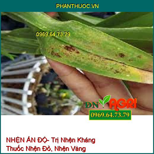 NHỆN ẤN ĐỘ- Trị Nhện Kháng Thuốc Nhện Đỏ, Nhện Vàng