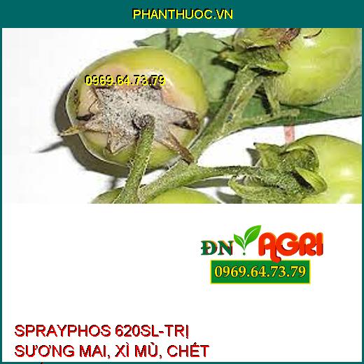 SPRAYPHOS 620SL-TRỊ SƯƠNG MAI, XÌ MỦ, CHẾT NHÁNH