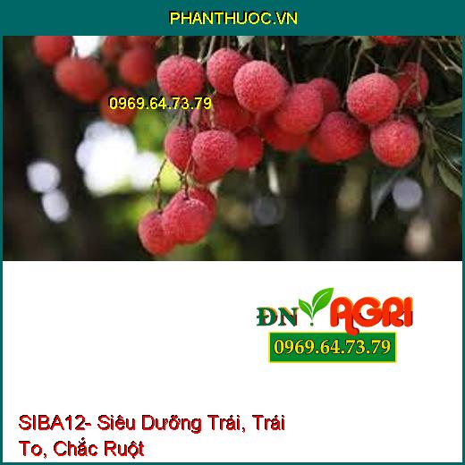 SIBA12- Siêu Dưỡng Trái, Trái To, Chắc Ruột