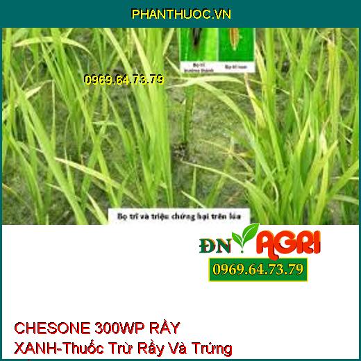 CHESONE 300WP RẦY XANH-Thuốc Trừ Rầy Và Trứng Rầy