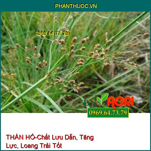 THẦN HỔ-Chất Lưu Dẫn, Tăng Lực, Loang Trải Tốt