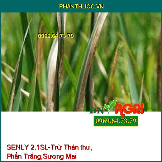 SENLY 2.1SL-Trừ Thán thư, Phấn Trắng,Sương Mai