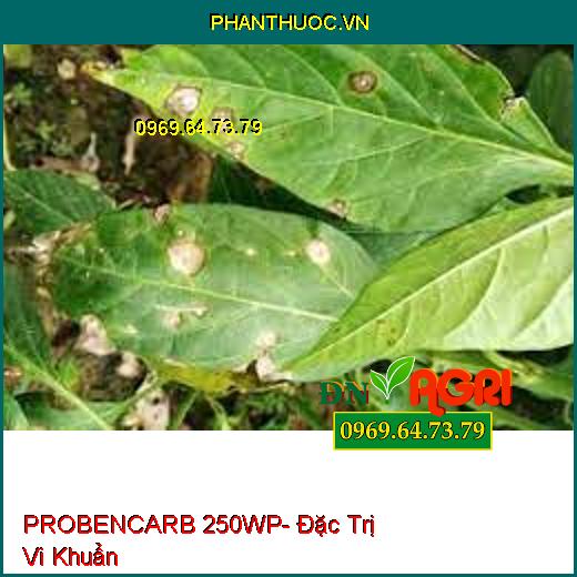 PROBENCARB 250WP- Đặc Trị Vi Khuẩn