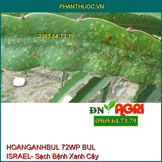 HOANGANHBUL 72WP BUL ISRAEL- Sạch Bệnh Xanh Cây