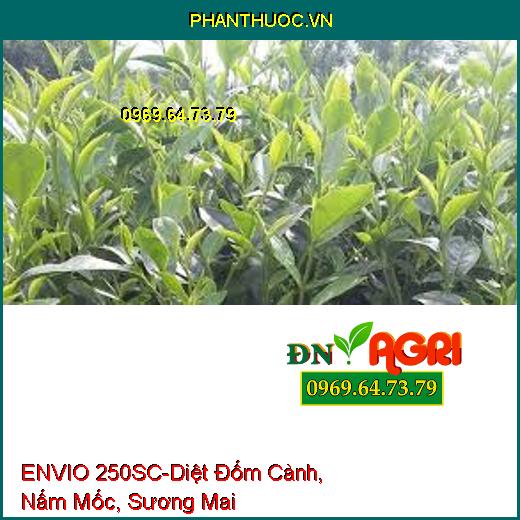 ENVIO 250SC-Diệt Đốm Cành, Nấm Mốc, Sương Mai