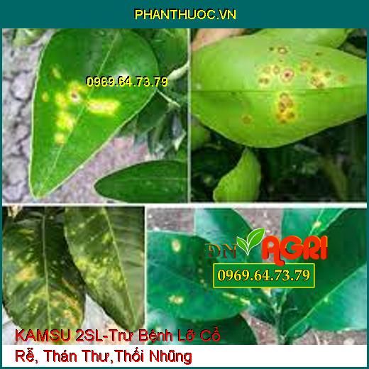 KAMSU 2SL-Trừ Bệnh Lỡ Cổ Rễ, Thán Thư,Thối Nhũng